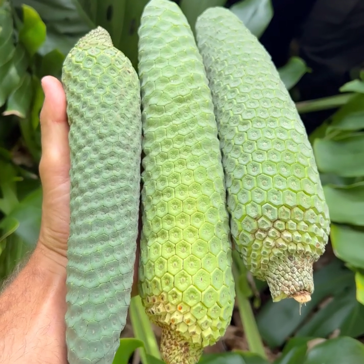 Monstera Deliciosa Fruit for Sale