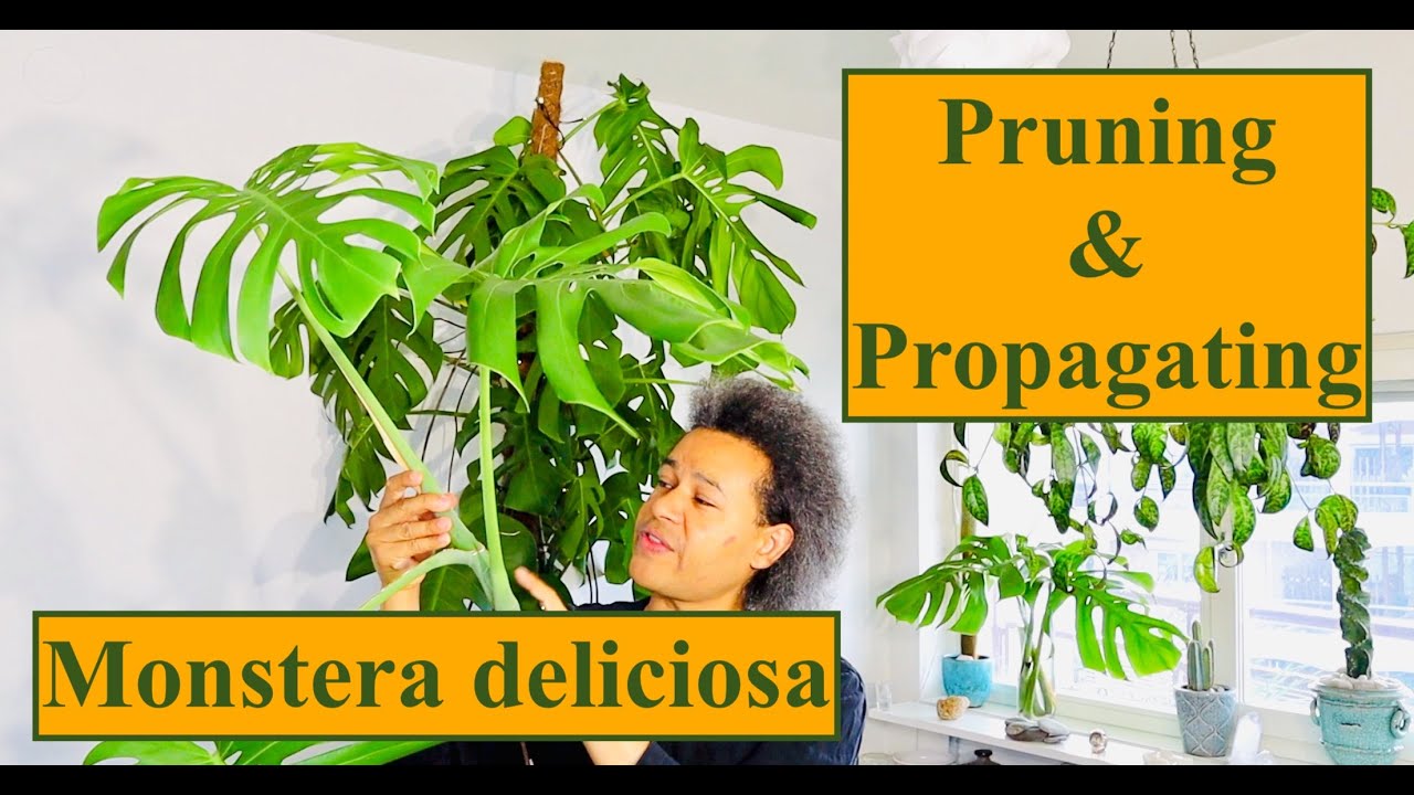 Monstera Deliciosa Pruning - Monstera Plant